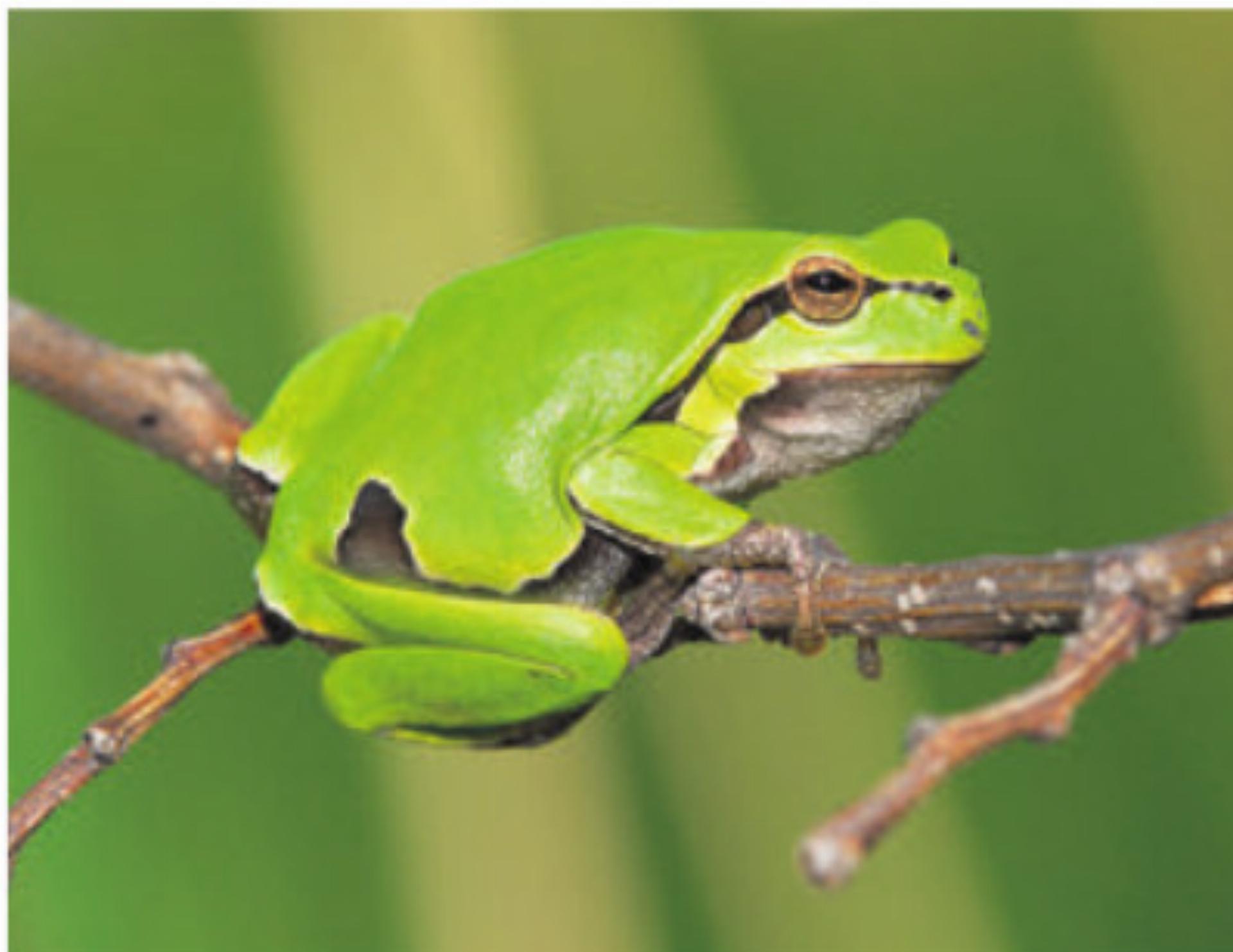 Nachts auf Amphibienpirsch - Das Bild wird blockiert. – Möglicherweise durch einen aktiven Adblocker.