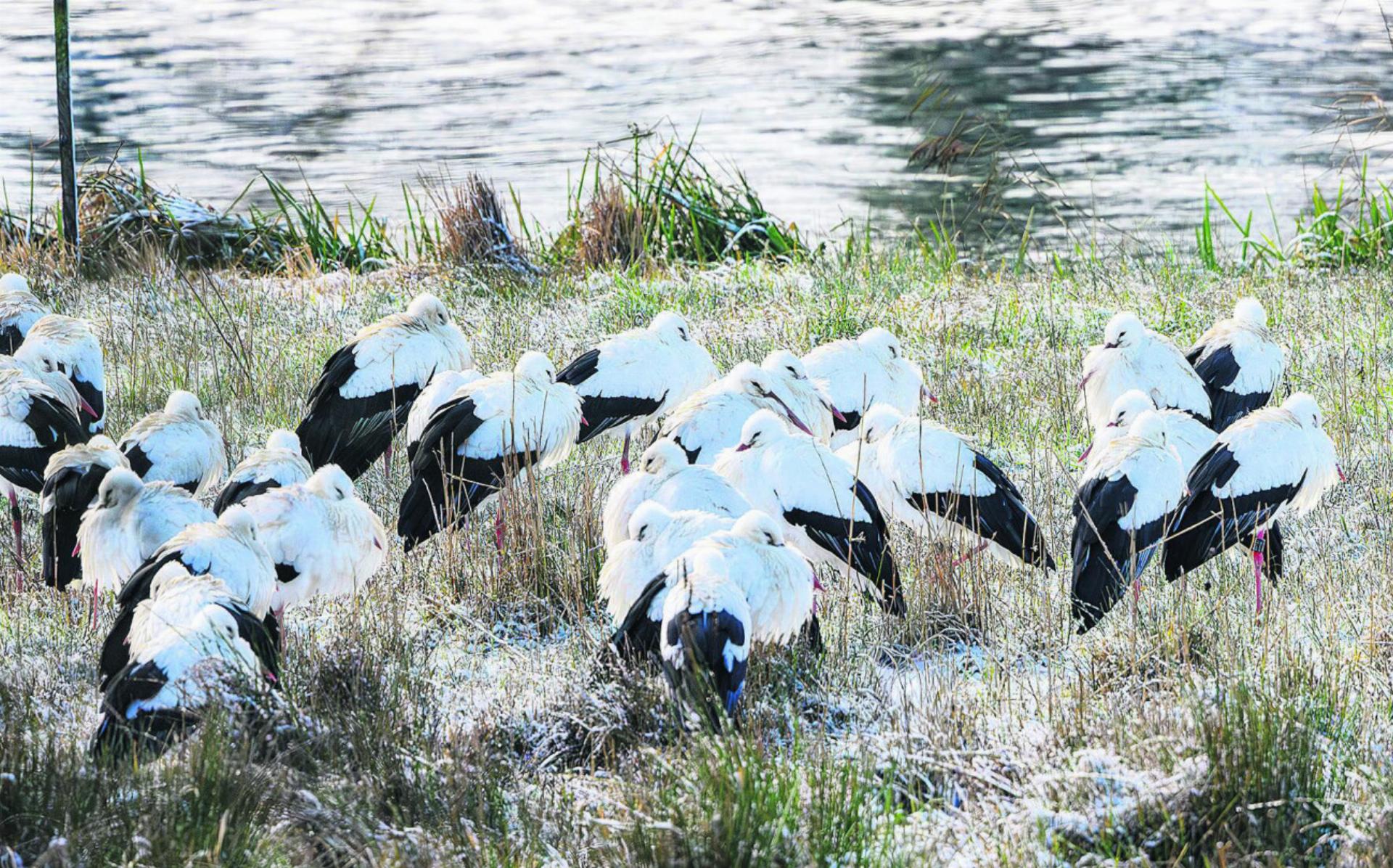 Wintergäste am Flachsee - Das Bild wird blockiert. – Möglicherweise durch einen aktiven Adblocker.