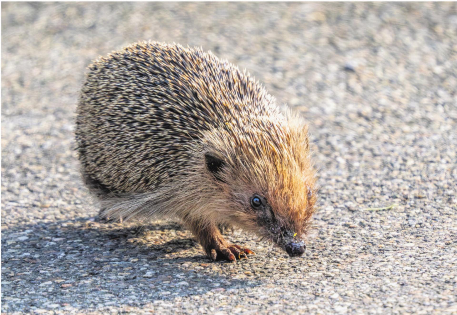 Natur vor der Linse - Das Bild wird blockiert. – Möglicherweise durch einen aktiven Adblocker.