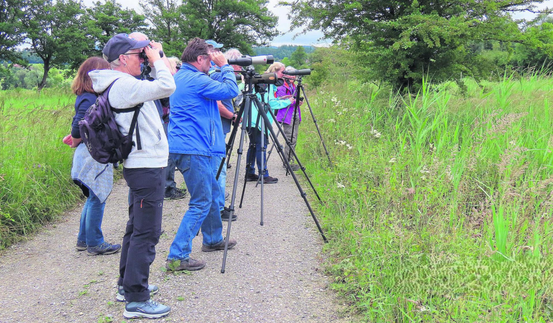 Störche beobachten: Exkursion vom Natur- und Vogelschutzverein Oberfreiamt