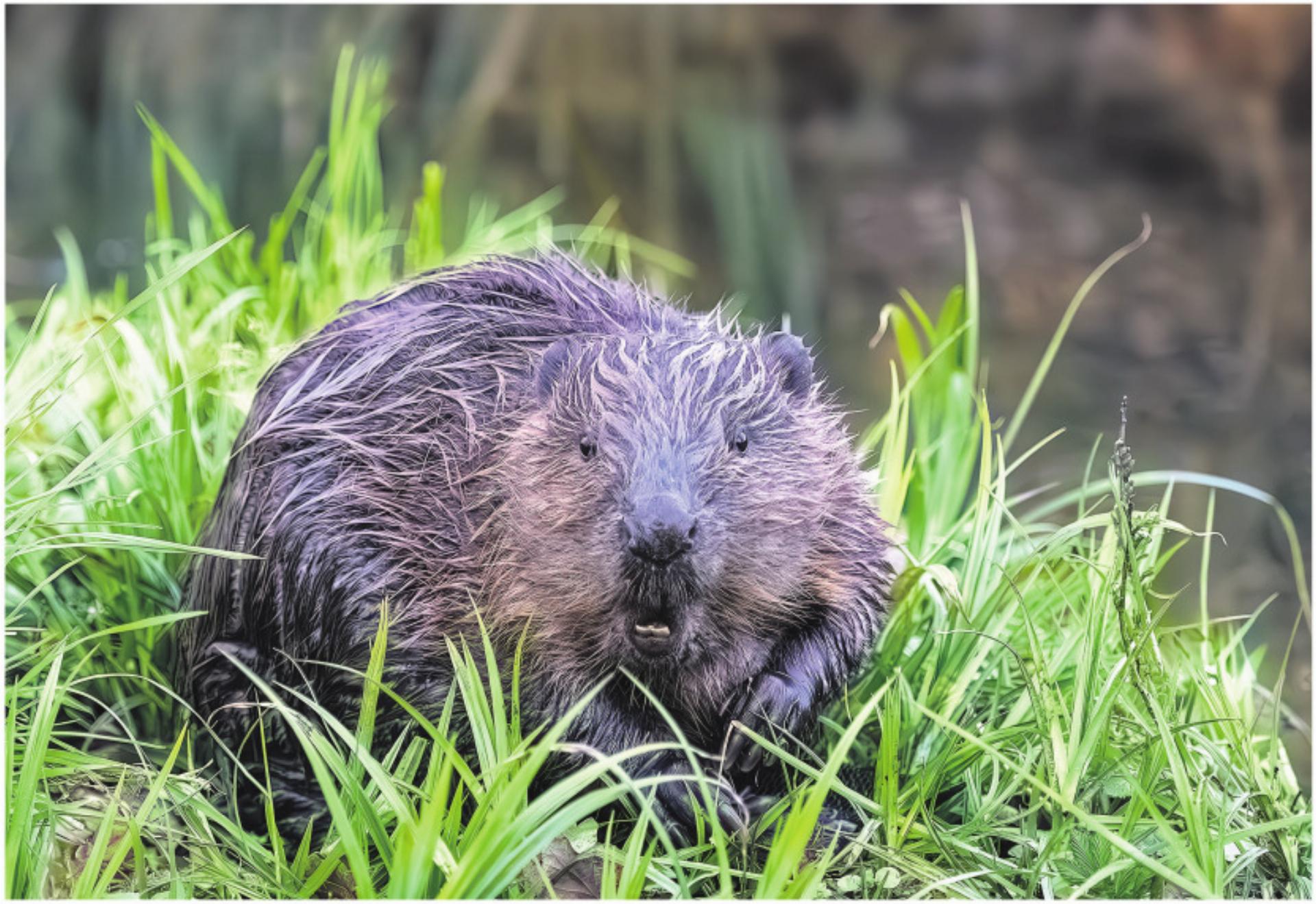 Natur vor der Linse - Das Bild wird blockiert. – Möglicherweise durch einen aktiven Adblocker.