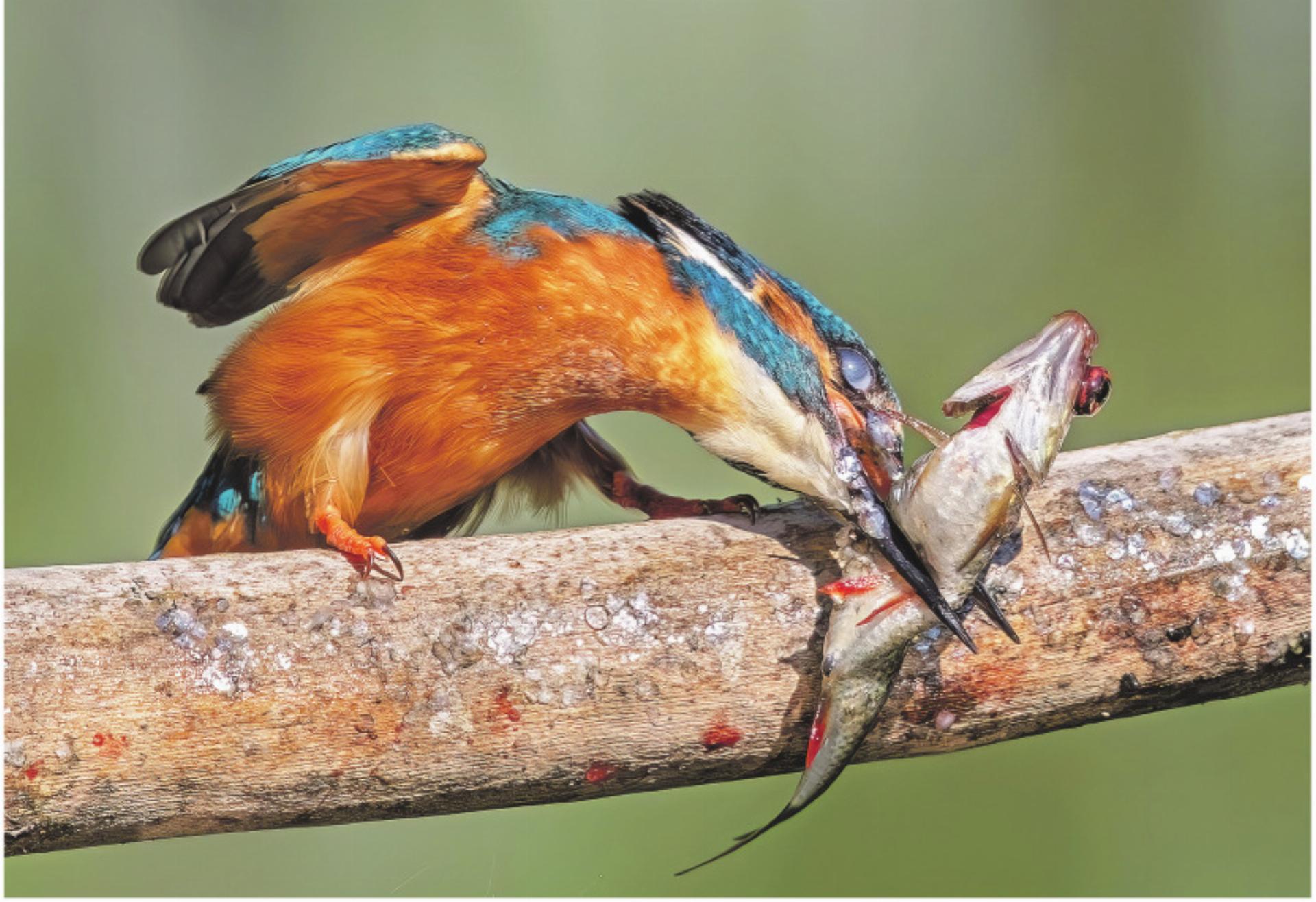 Natur vor der Linse - Das Bild wird blockiert. – Möglicherweise durch einen aktiven Adblocker.