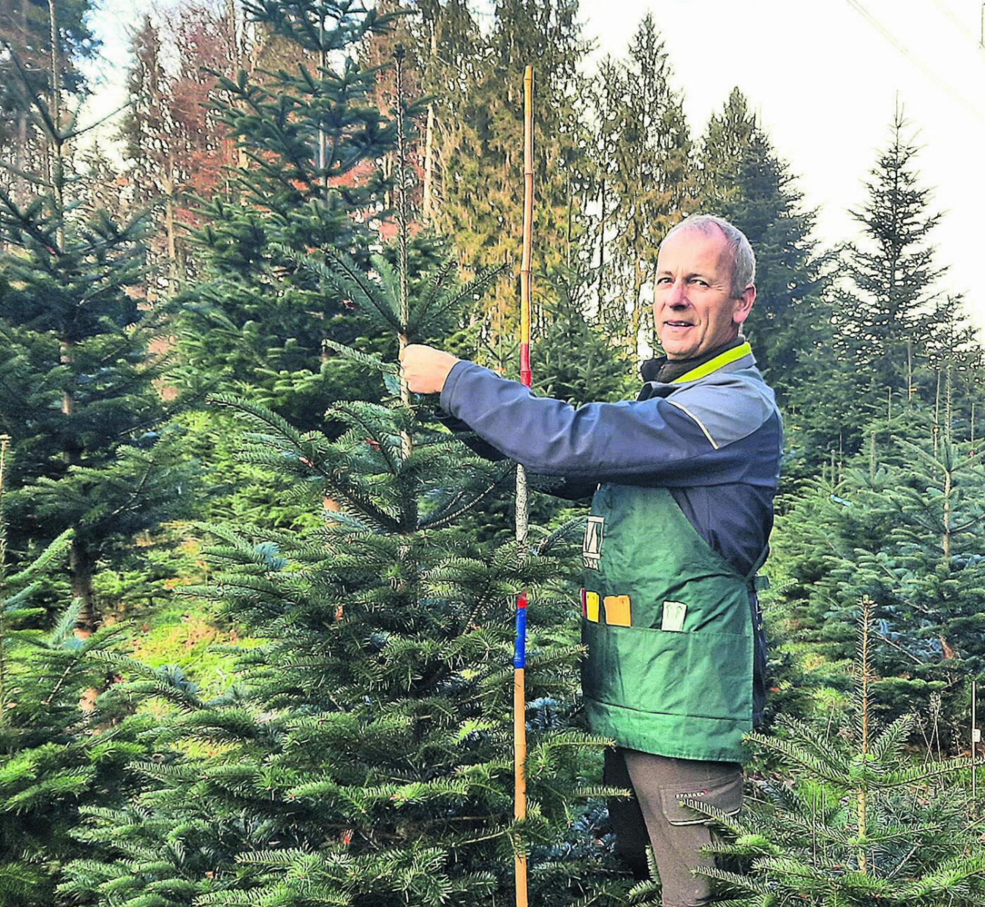 Förster Stefan Staubli beim Auswählen und Markieren der Weihnachtsbäume. Foto: zVg