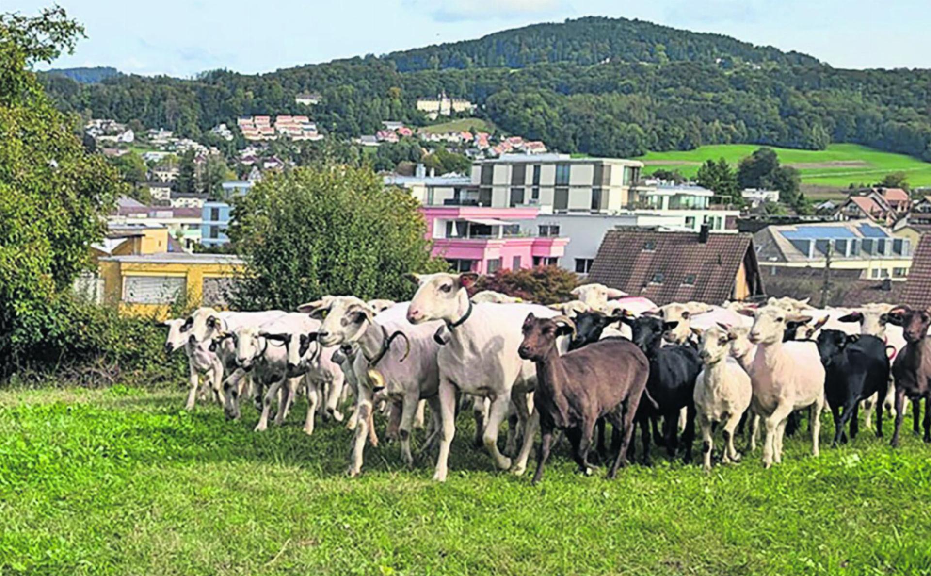 Blauzungenkrankheit auf dem Vormarsch