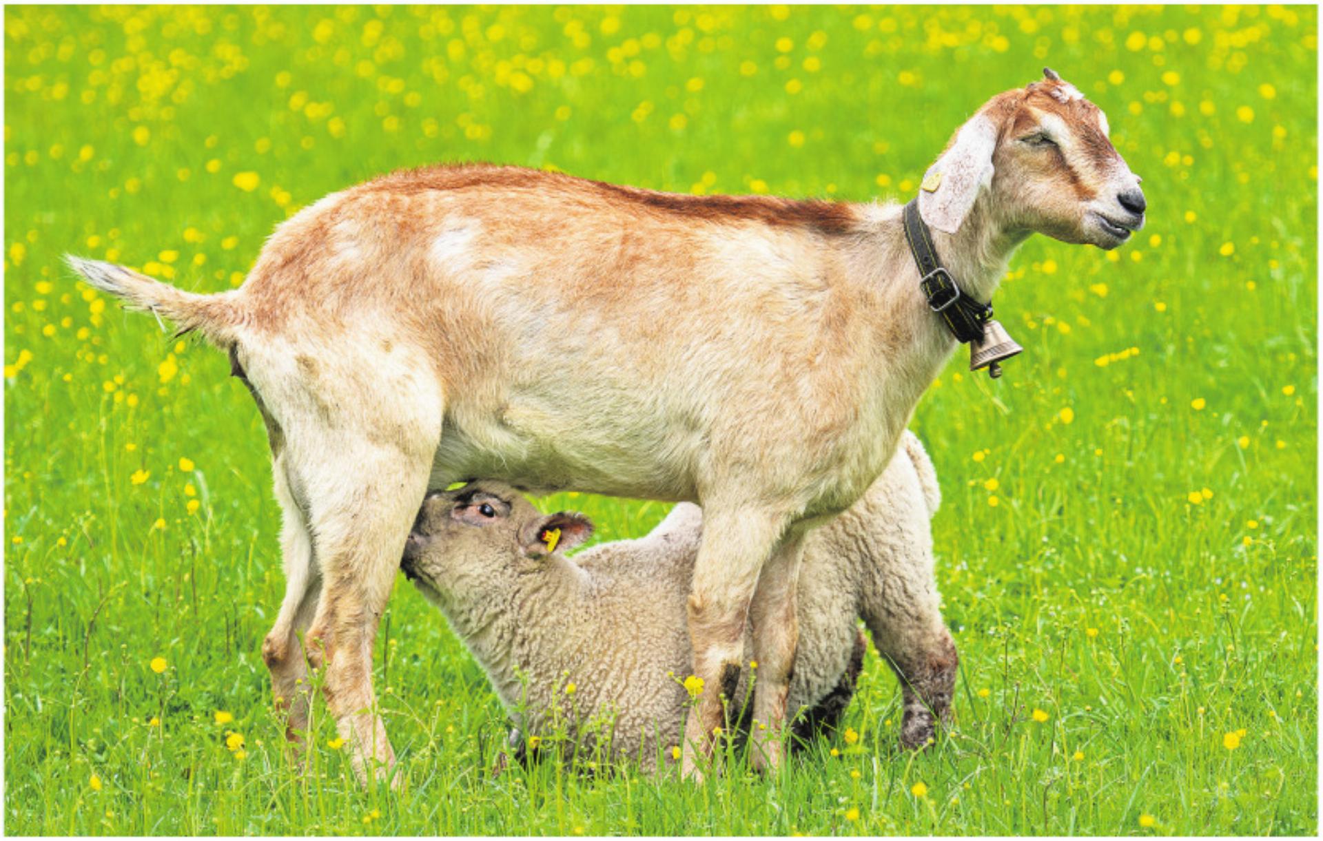 Natur vor der Linse - Das Bild wird blockiert. – Möglicherweise durch einen aktiven Adblocker.