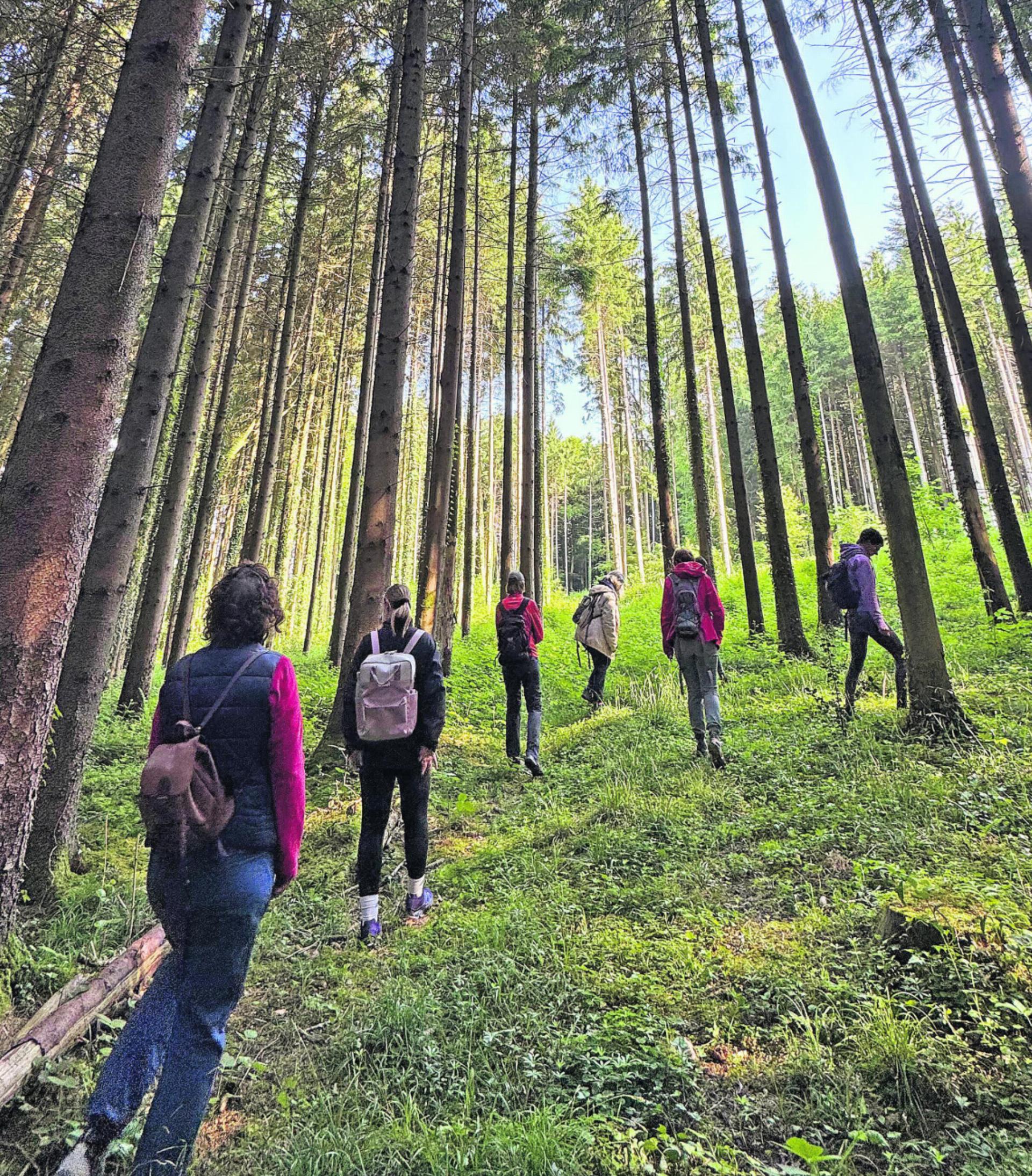 Waldbaden in Sins