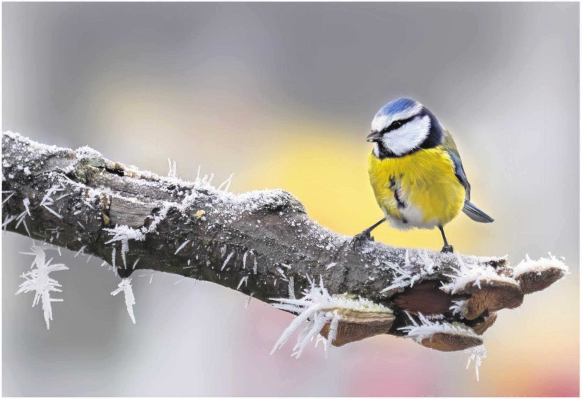 Natur vor der Linse - Das Bild wird blockiert. – Möglicherweise durch einen aktiven Adblocker.