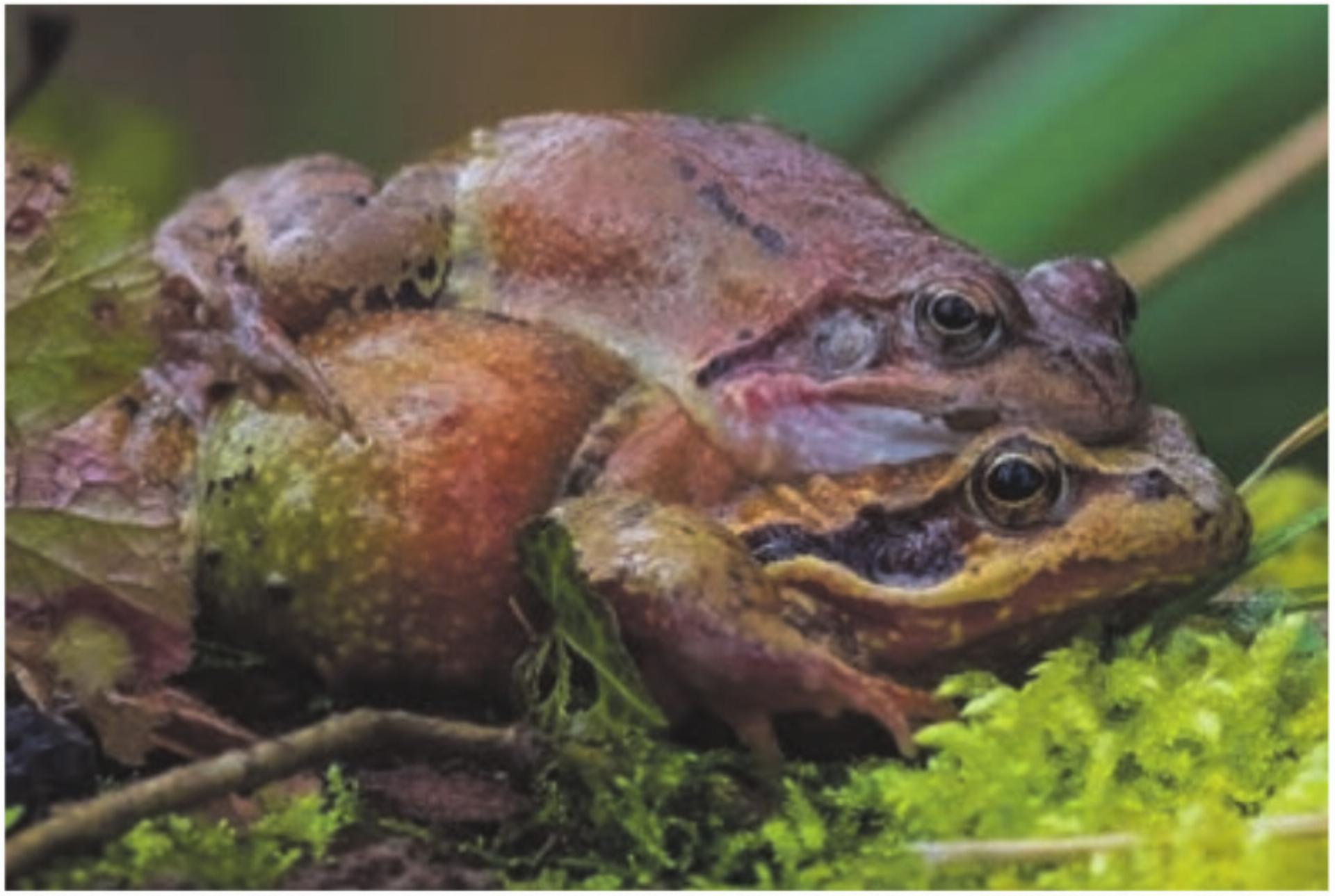 Beinwil : Offizielle Mitteilungen 10.04.2026 - Das Bild wird blockiert. – Möglicherweise durch einen aktiven Adblocker.