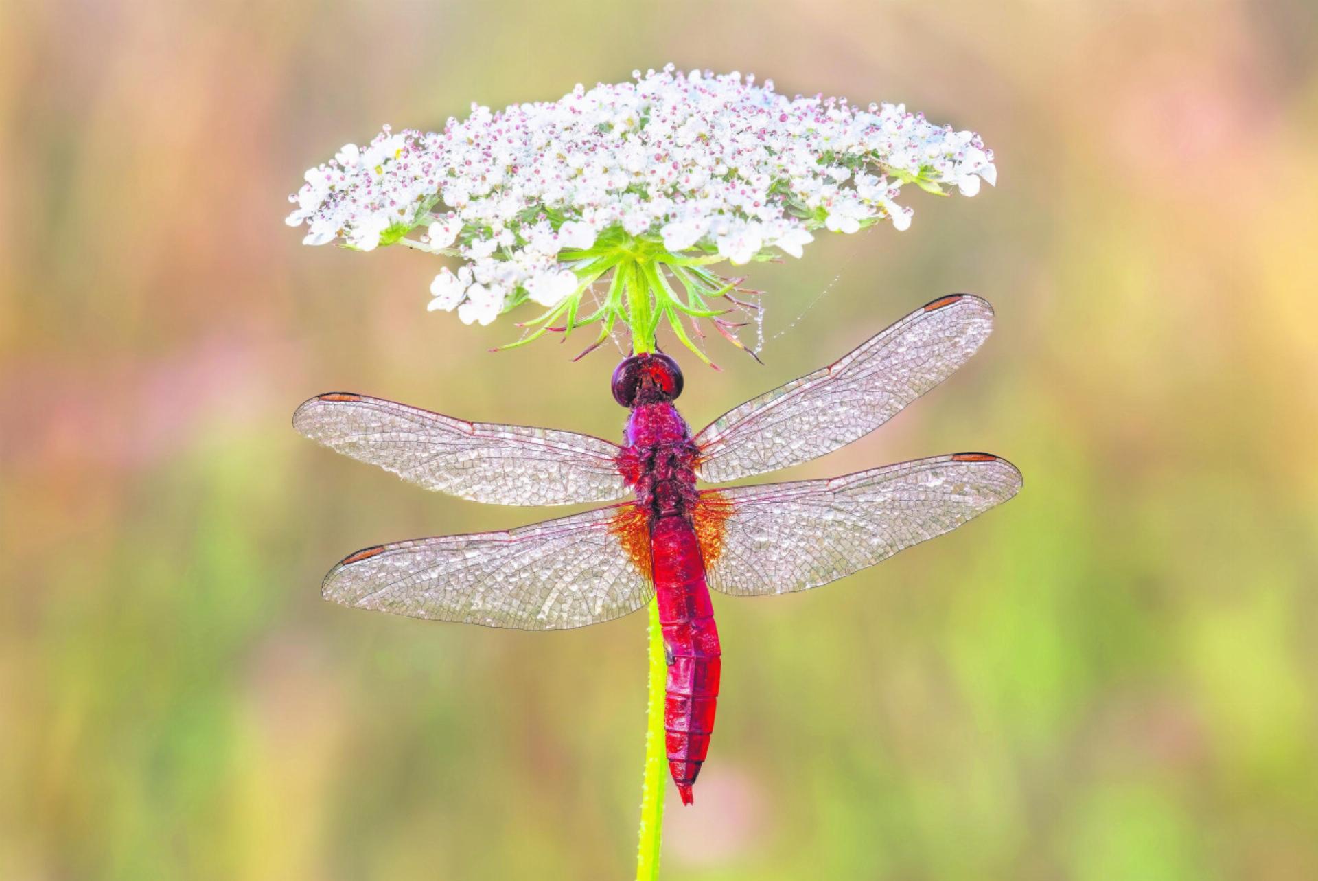 Natur vor der Linse