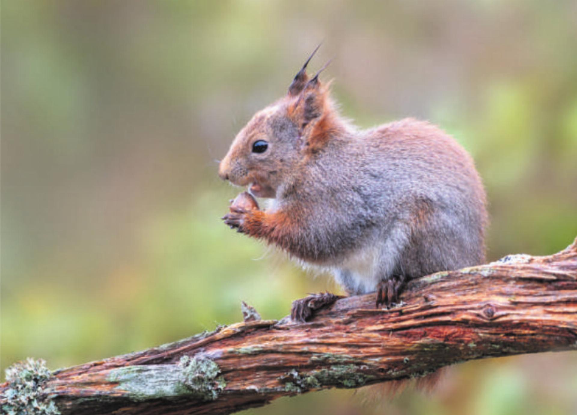 Natur vor der Linse - Das Bild wird blockiert. – Möglicherweise durch einen aktiven Adblocker.