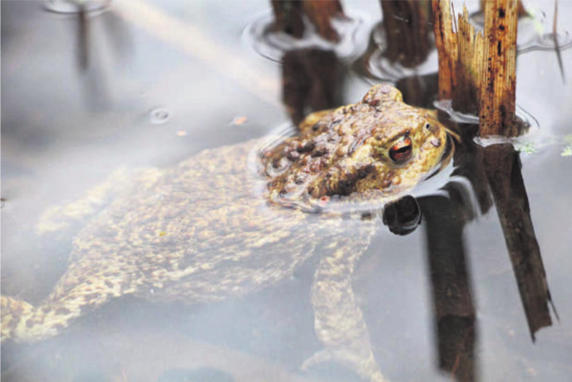 Ein Herz für Frösche - Das Bild wird blockiert. – Möglicherweise durch einen aktiven Adblocker.