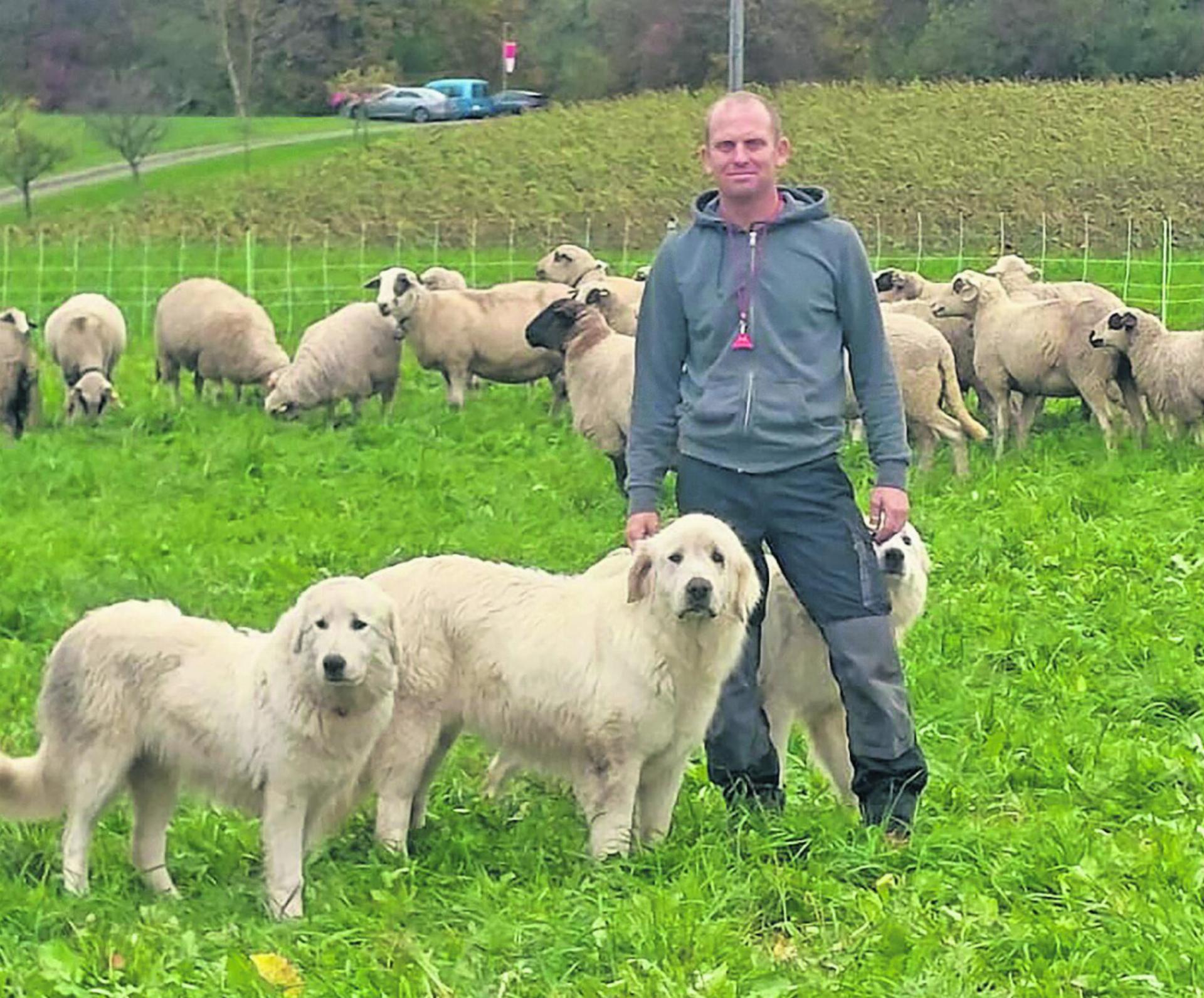 Marcel Frei mit seinen Herdenschutzhunden. Auch wenn sie süss aussehen, sind sie nicht zum Streicheln da. Foto: zVg
