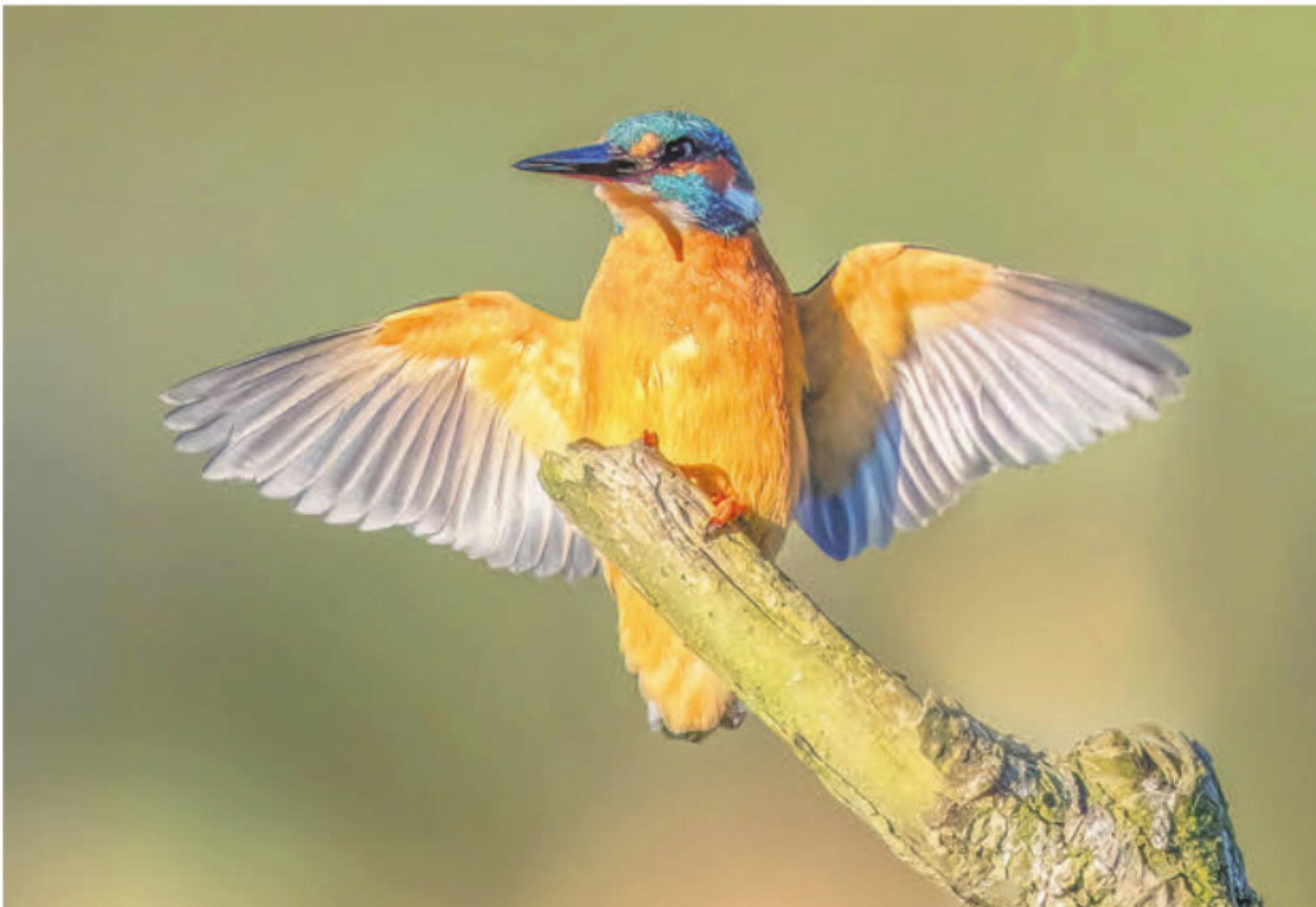 Natur vor der Linse - Das Bild wird blockiert. – Möglicherweise durch einen aktiven Adblocker.