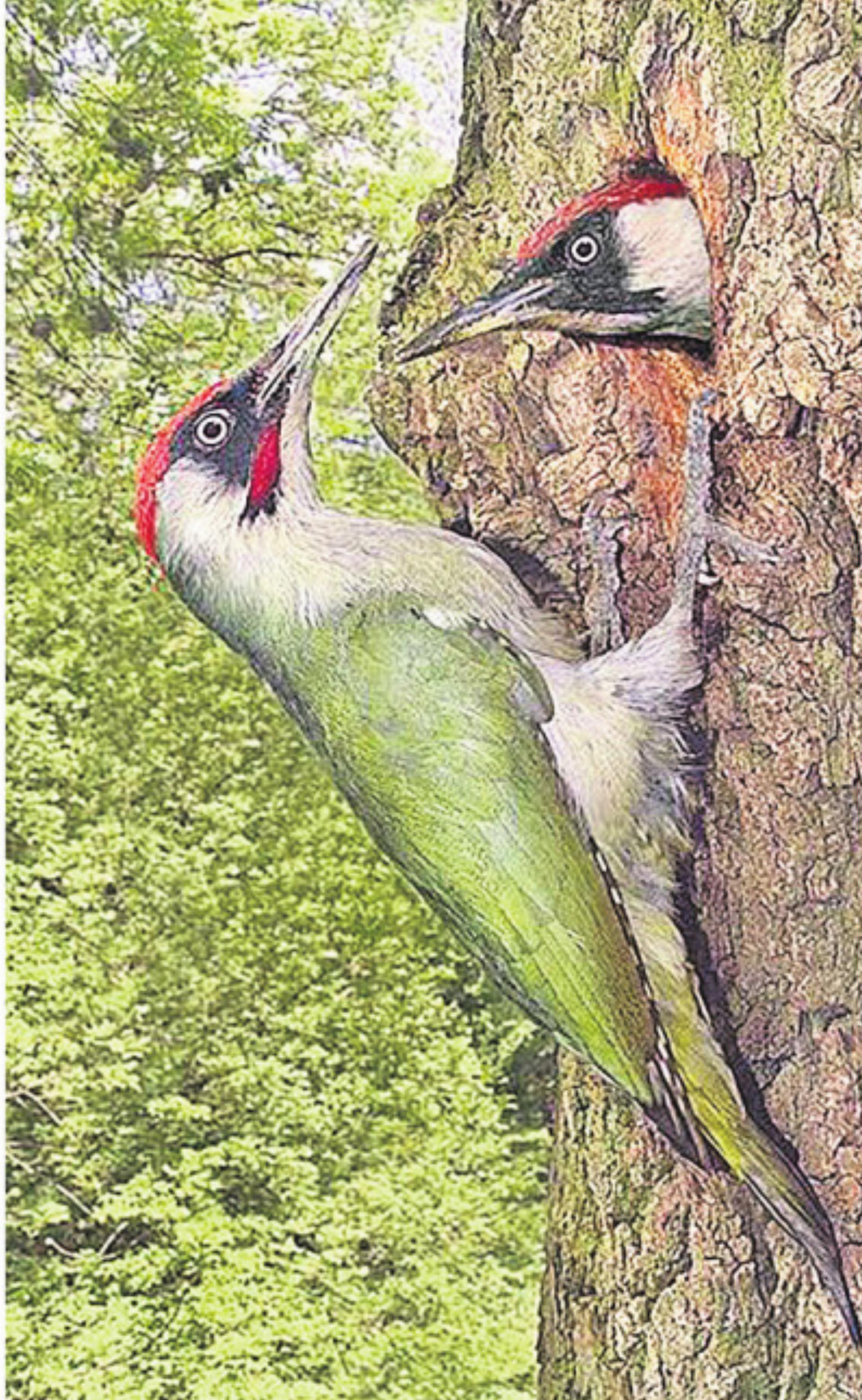 Die Freiämter Vogelwelt kennenlernen - Das Bild wird blockiert. – Möglicherweise durch einen aktiven Adblocker.