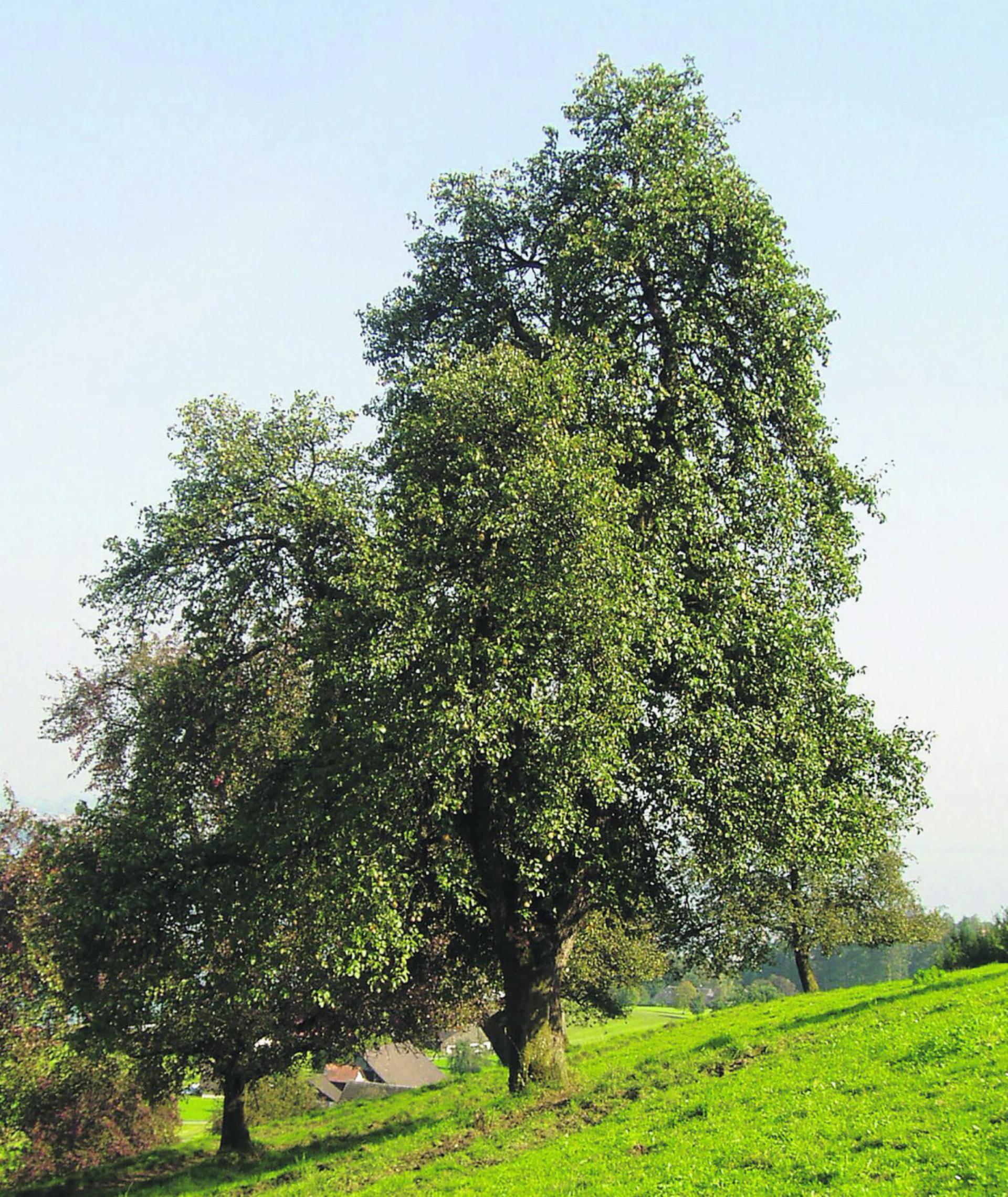 Die Birnen für den Birnel wachsen an den stolzen Hochstammbäumen. Fotos: zVg