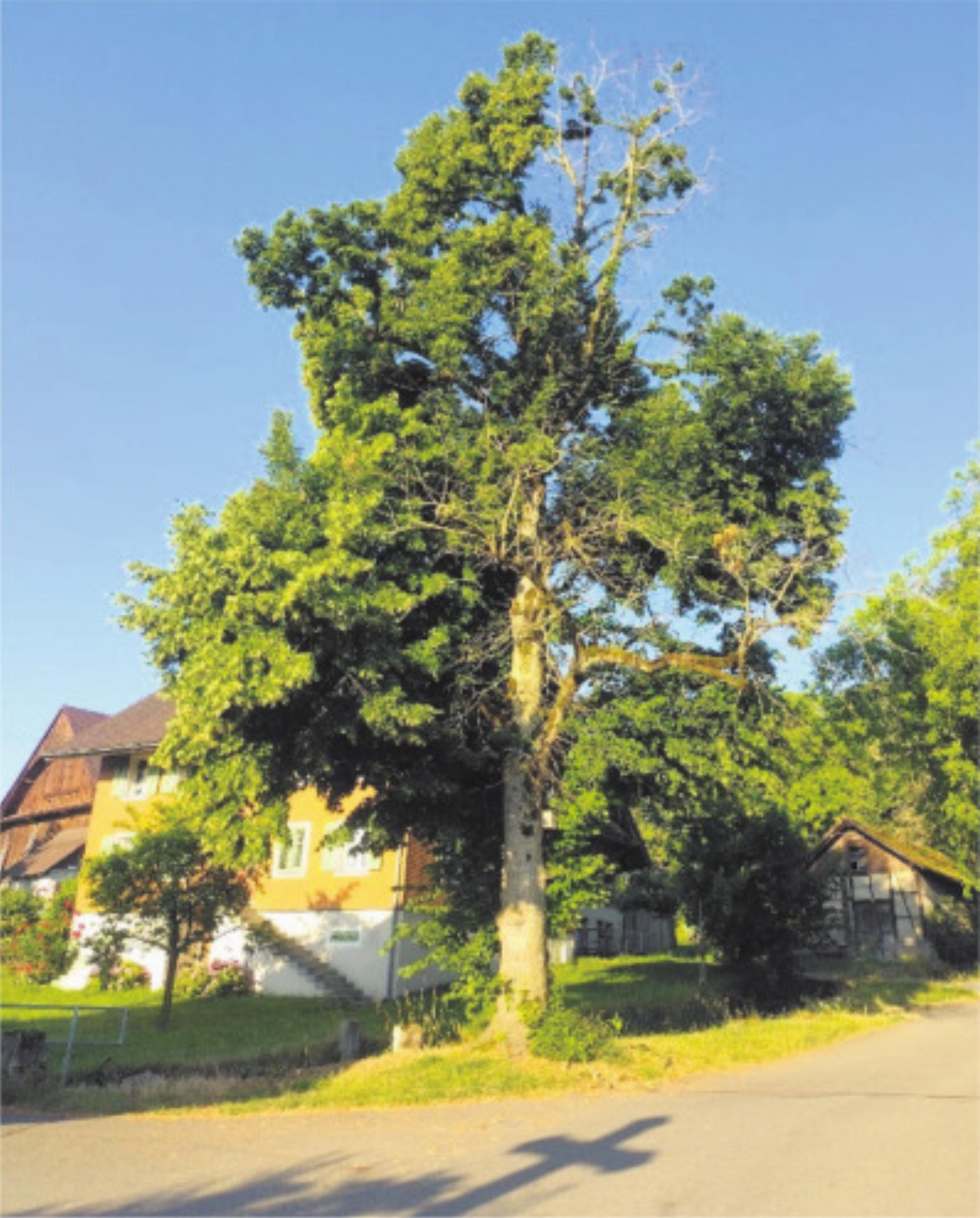 Beinwil: Offizielle Mitteilungen 08. 08. 2025