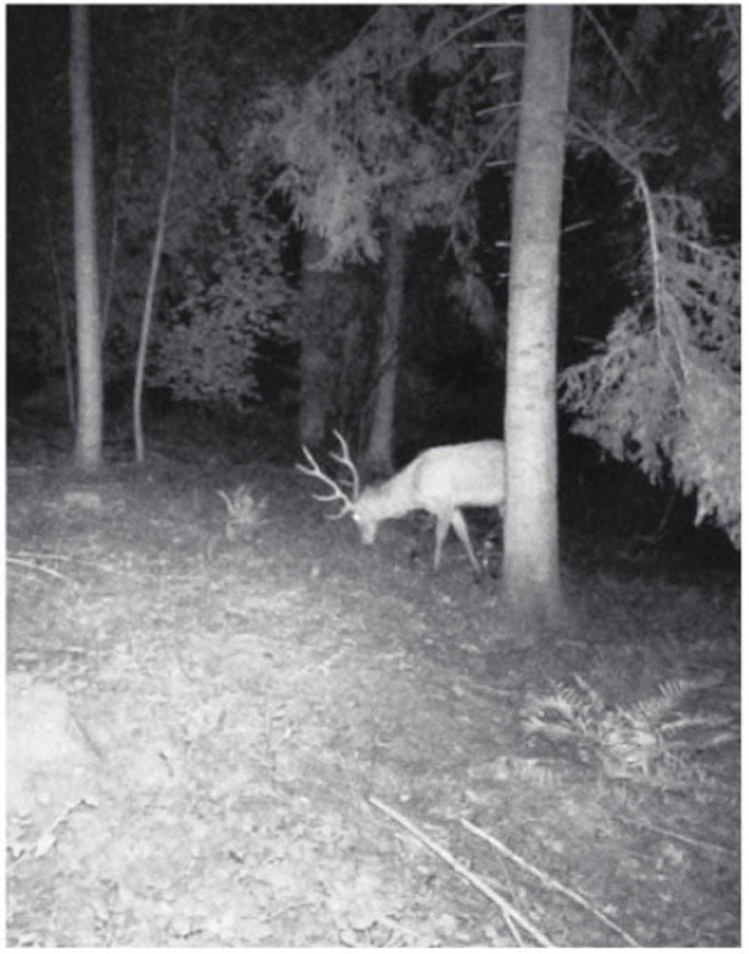Dieser Rothirsch ist in eine Wildkamera im Auwer Wald getappt. Dieser Rothirsch ist in eine Wildkamera im Auwer Wald getappt.