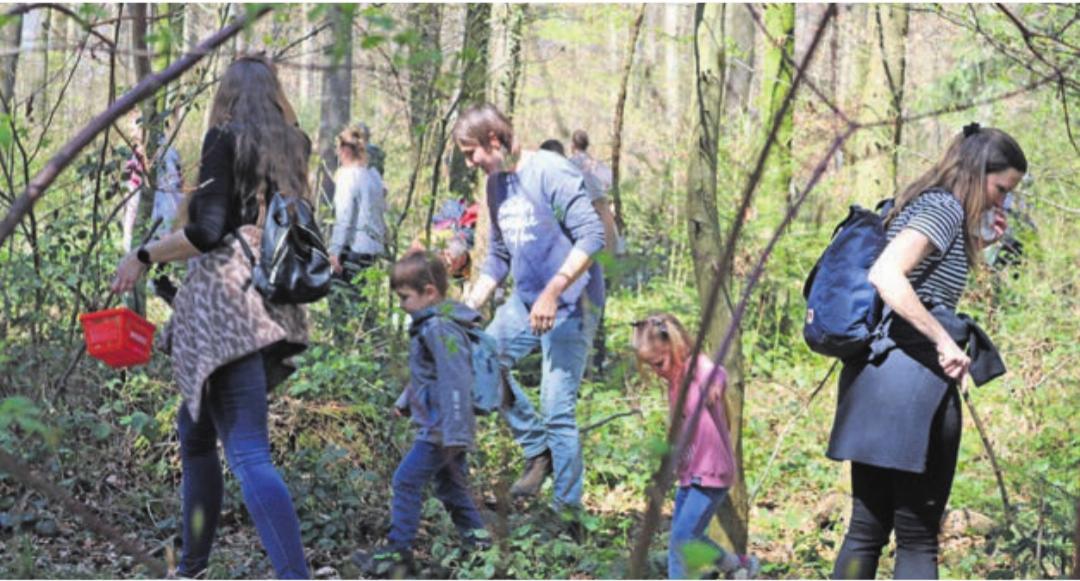 Das grosse Suchen nach den weissen Eiern. Fotos: ci Das grosse Suchen nach den weissen Eiern. Fotos: ci