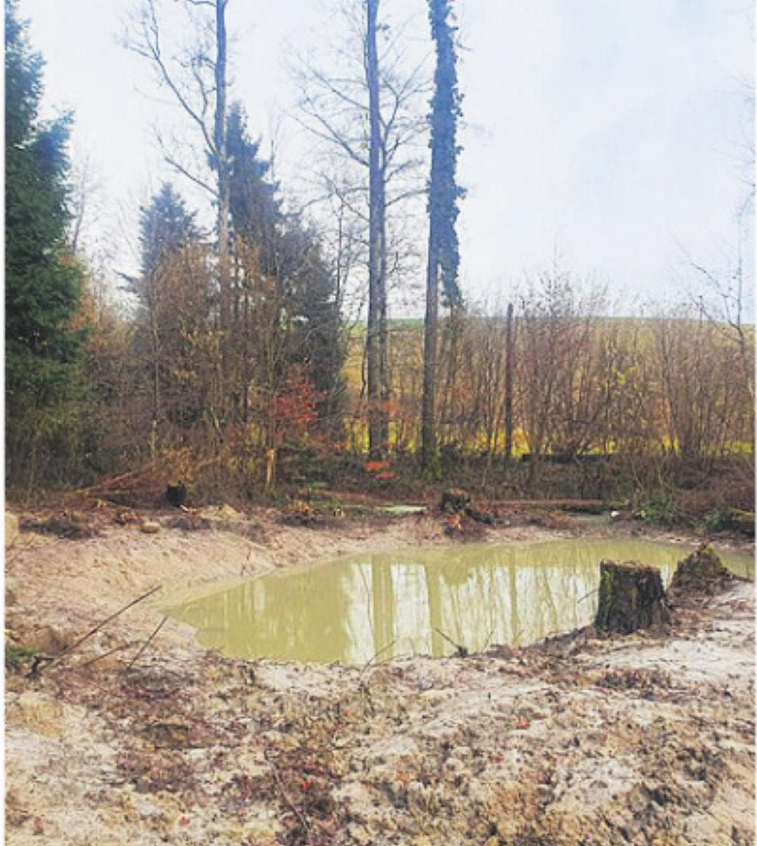 In Zusammenarbeit mit dem Kanton werden mit dem Teich im Tannwald Arten wie der Feuersalamander oder die Gelbbauchunke gefördert. In Zusammenarbeit mit dem Kanton werden mit dem Teich im Tannwald Arten wie der Feuersalamander oder die Gelbbauchunke gefördert.
