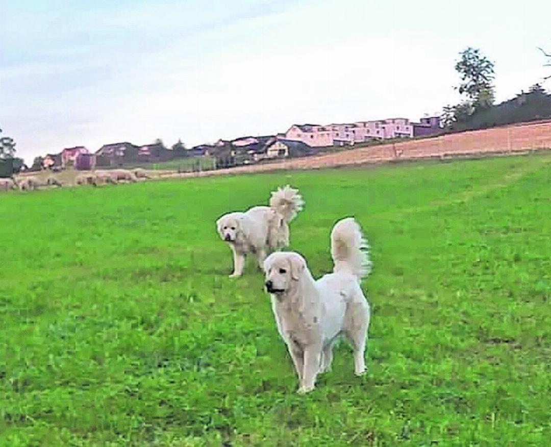 Die Herdenschutzhunde sind ausgebildet, um die Schafe gegen Wölfe zu verteidigen. Foto: zVg