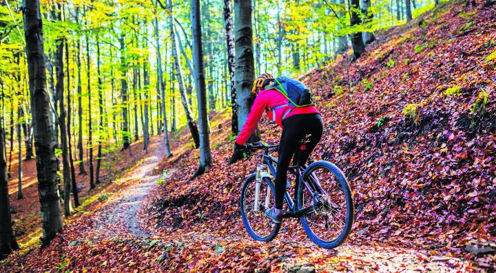 Eine Umfrage soll bei der Planung für neue Velowegstrecken im Wald helfen. Foto: zVg