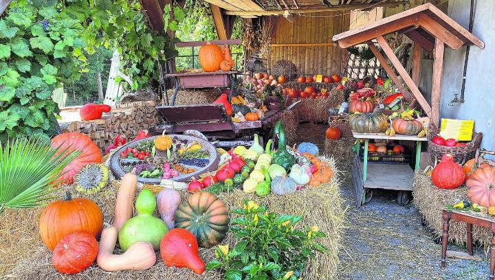 Die Kürbisse sind liebevoll arrangiert – eine Augenweide. Foto: ci