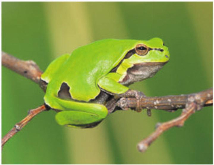 Der Laubfrosch. Foto: zVg