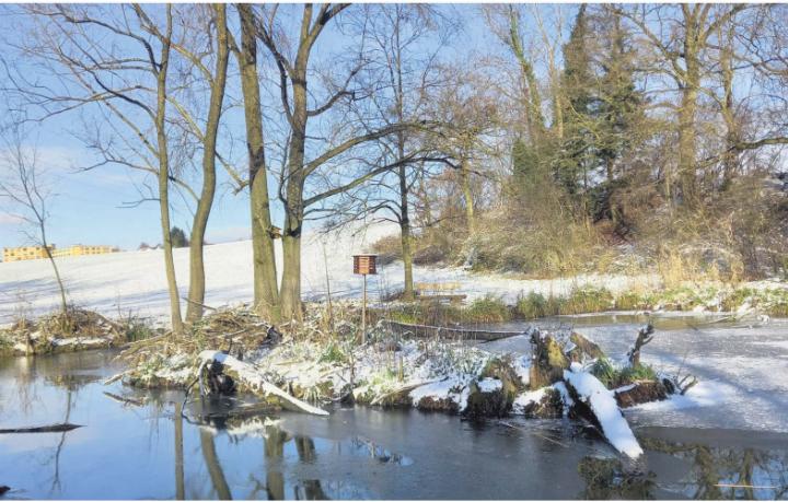 Winterliche Landschaft beim Weiher in Auw. Foto: Elena Villiger Winterliche Landschaft beim Weiher in Auw. Foto: Elena Villiger