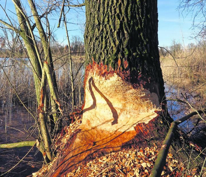 Dem Biber gefällt’s im Reusstal. Foto: zVg