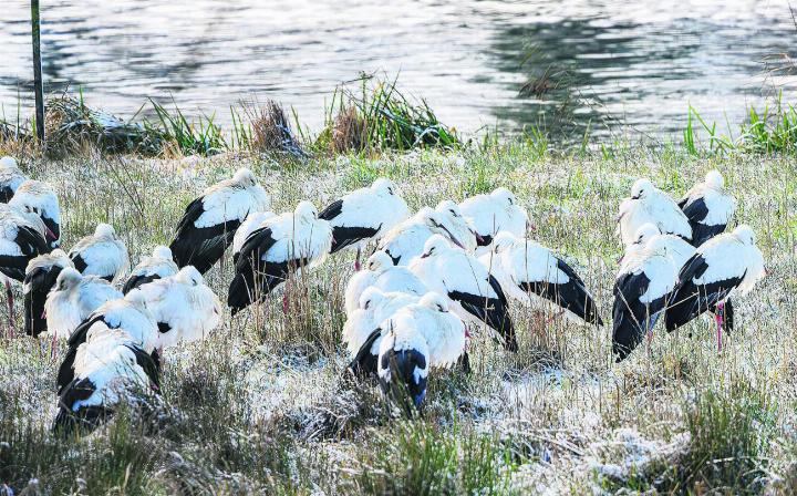 Weissstörche am Flachsee.
Foto: zVg