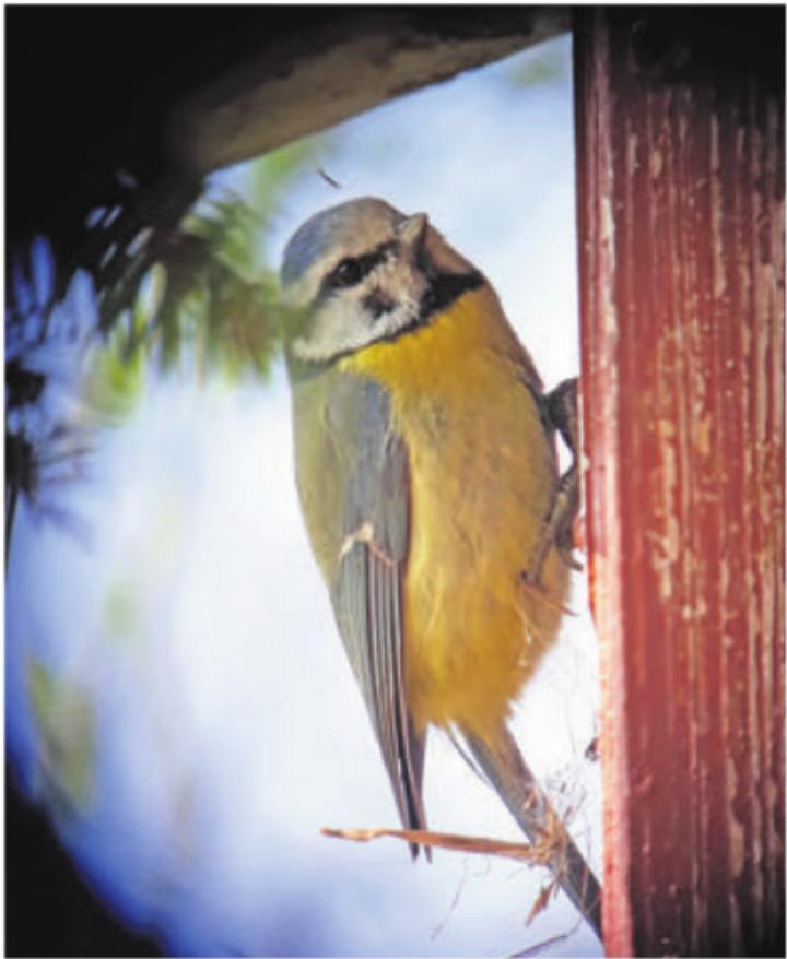 Eine Blaumeise. Foto: zVg