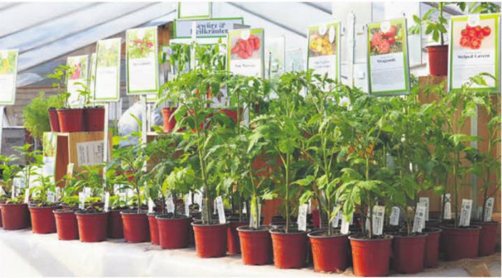 Nicht weniger als 65 verschiedene Tomatensorten stehen zur Auswahl. Foto: zVg