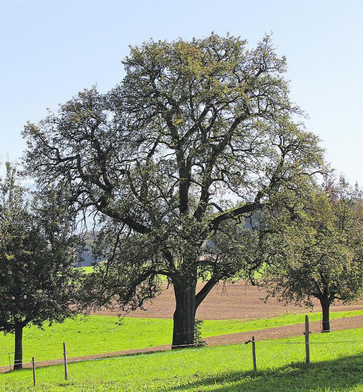 Dieser Birnbaum trug früher so viele Blätter, dass man nicht durchschauen konnte. Foto: rah