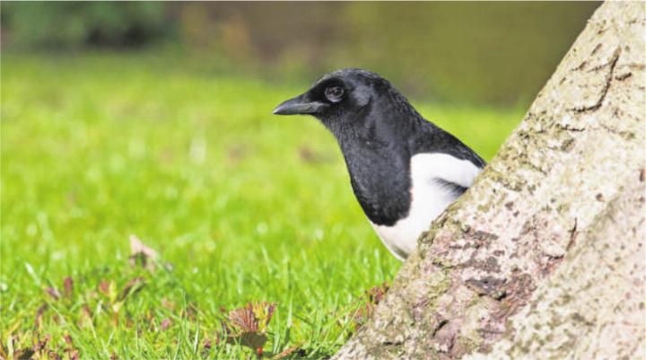 Von Rabenmüttern und stehlenden Elstern. Foto: zVg
