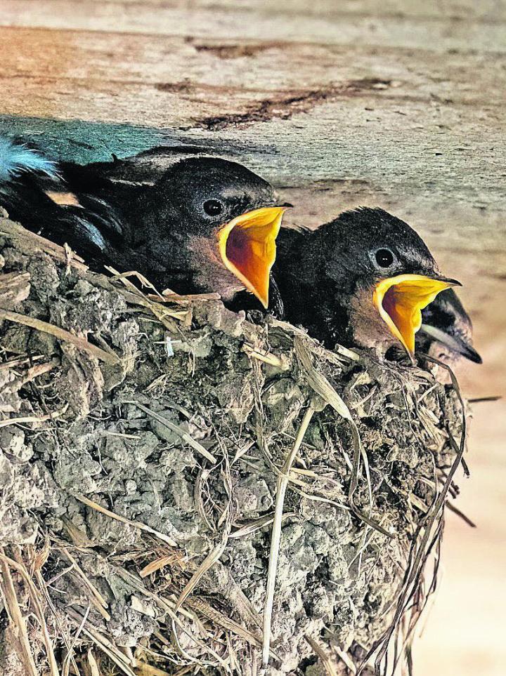 Junge Schwalben in ihrem Nest. Foto: Dorothea Oldani