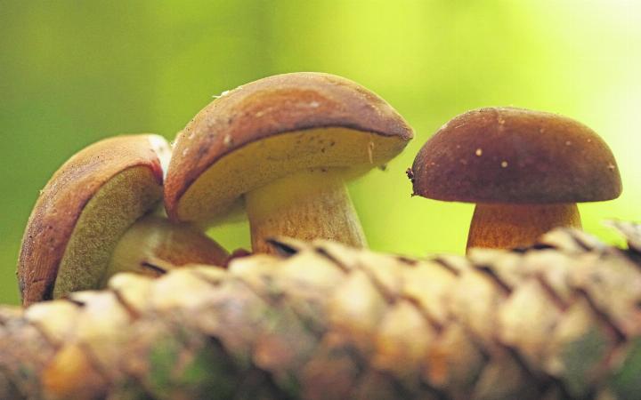 Steinpilze, einer der begehrtesten Edelpilze auf den Tellern der Pilzgeniesser.