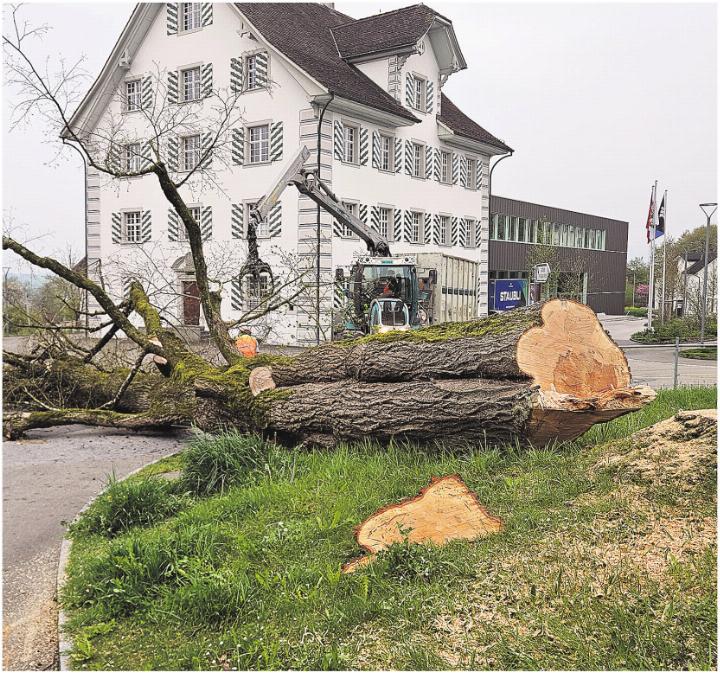 Nach der Fällung muss der Stamm zersägt und abtransportiert werden.