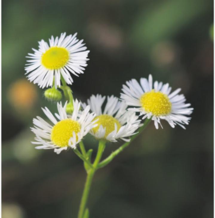 Gebietsfremde Pflanzen und Tiere können Probleme bereiten. Foto: zVg