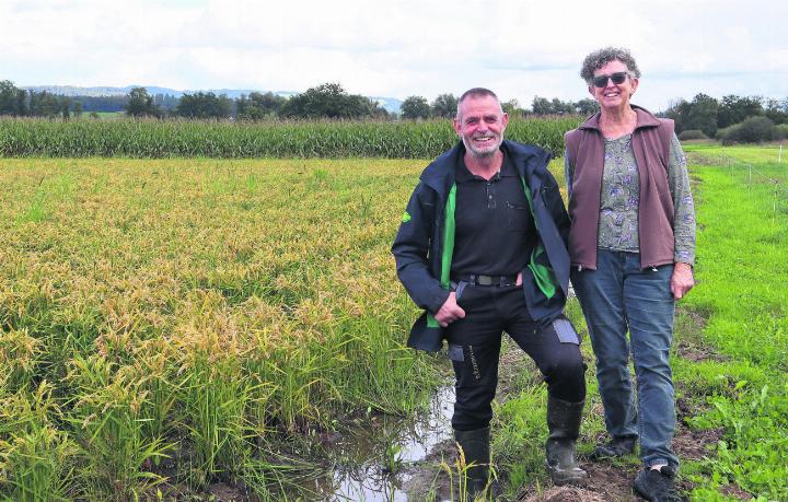 Helen und Peter Suter von der BG Schorenplus neben ihrem Reisfeld. Foto: ak