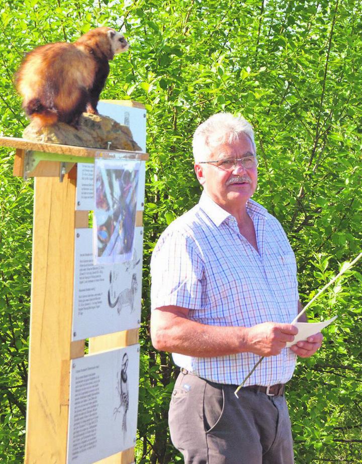 Roland Sachs brachte den Interessierten die Wildtiere näher. Den Fokus legte er auf den Iltis.