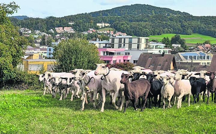 Infizierte Tiere haben eine blaue, geschwollene Zunge. Bei Schafen kann die Krankheit schwere Verläufe haben. Für Menschen ist das Virus ungefährlich. Fotos: zVg