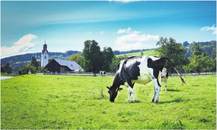 Kirchturm und Kuh: Landidylle in Beinwil. 
Foto: zVg