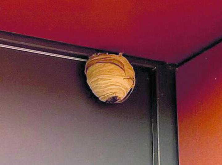 Das Primär-Nest der Asiatischen Hornisse ist jetzt gut sichtbar. Fotos: zVg