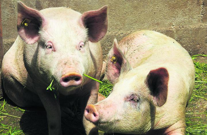 Die Nutztierschutz-Organisation KAGfreiland unterstützt Bio-Betriebe, welche die Hoftötung für Schweine, Rindvieh oder Kleinwiederkäuer einführen möchten. Foto: zVg