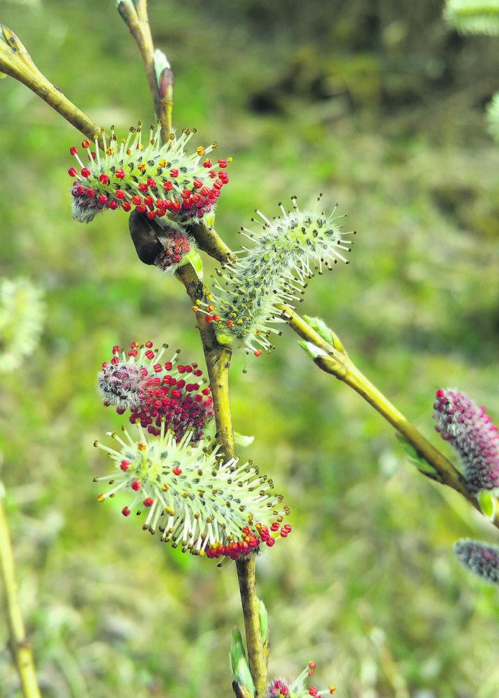 Purpurweide – Salix purpurea. Foto: zVg
