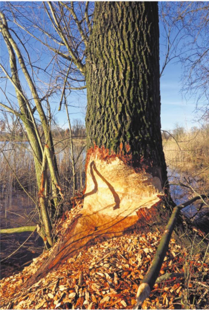 Biberspuren an der Reuss. Foto: J. Fischer