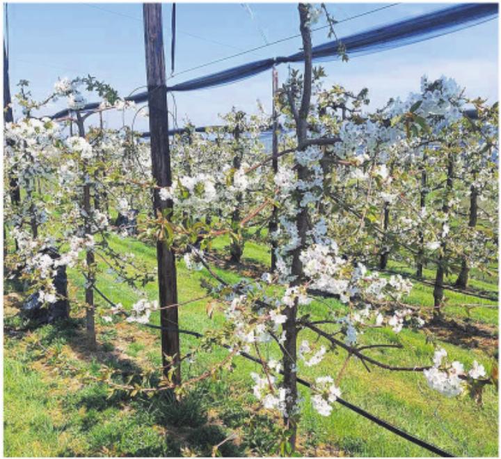 Bereits vergangenes Wochenende war die Blütenpracht zu bewundern. Fotos: zVg