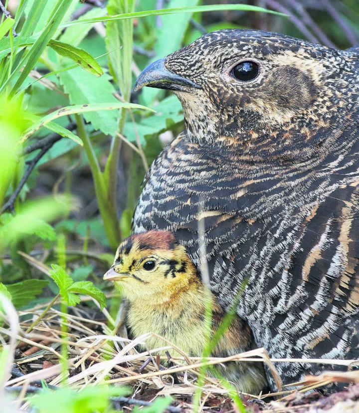 Das Birkhuhn reagiert sensibel auf Störungen. Im Juli brütet es teilweise noch. Foto: zVg