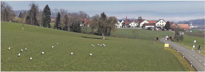 Gesichtet werden die Weissstörche in der ganzen Region. In Alikon waren es schätzungsweise an die 70. Foto: zVg
