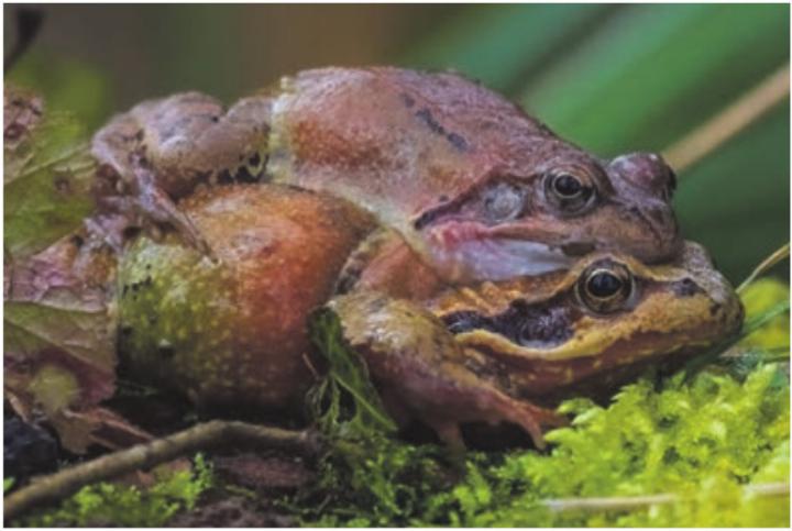 Frösche, Kröten und Molche machen sich im Frühling auf, ihre Laichgewässer zu erreichen. Dies kann durchaus gefährlich werden.  Fotos: Markus Weder